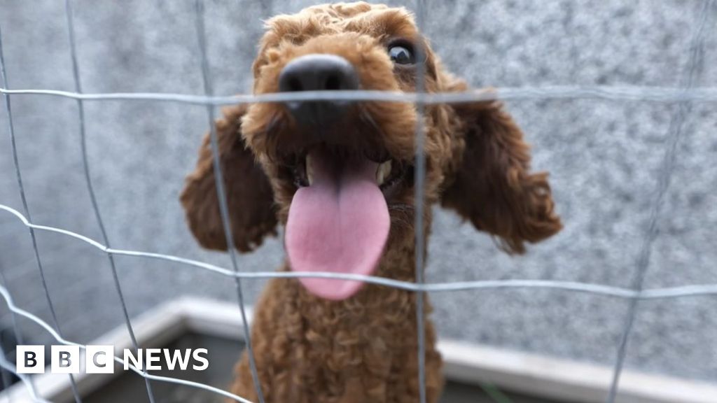 Meet China’s lost pet detectives #chicomnews