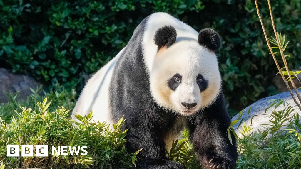 Beijing offers pandas to repair Australia relationship #chicomnews