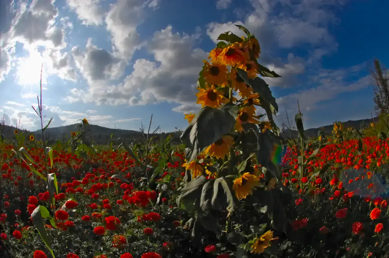 A Blue Mountain and Orange Fields Near Kunming #chicomnews