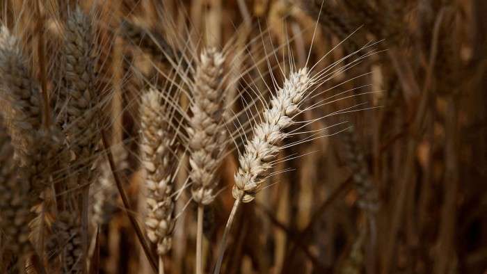 US grain prices tumble as trade war sparks fears of glut #chicomnews